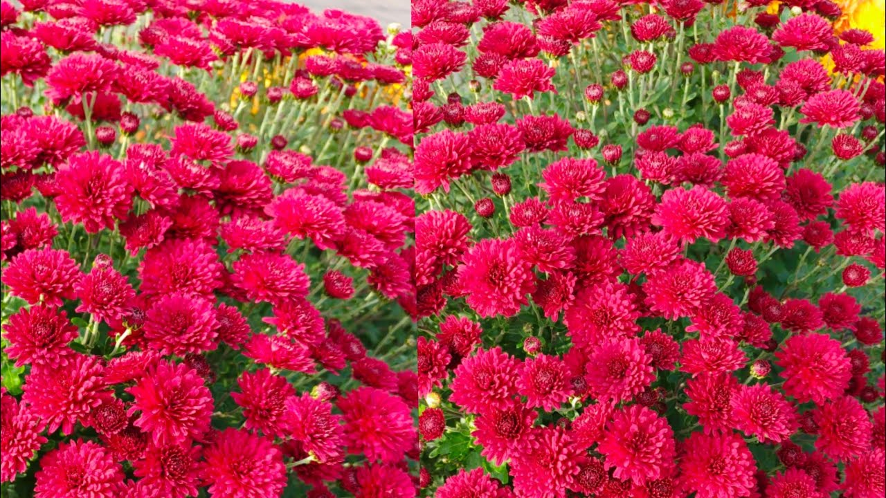 ХРИЗАНТЕМА ПЕРЕД КОТОРОЙ НЕ УСТОЯТЬ. НОВАЯ ДЕСЯТКА СОРТОВ ВАШЕМУ ВНИМАНИЮ.