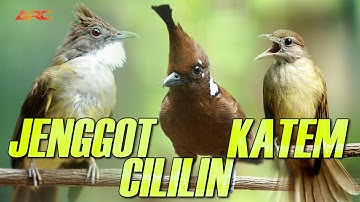 MASTERAN KAPAS TEMBAK - CILILIN - CUCAK JENGGOT