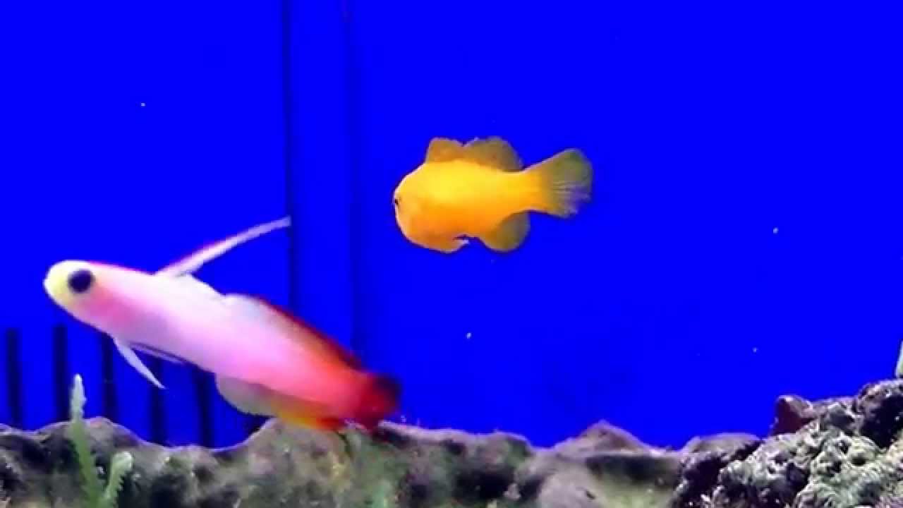 キイロサンゴハゼ Youtube