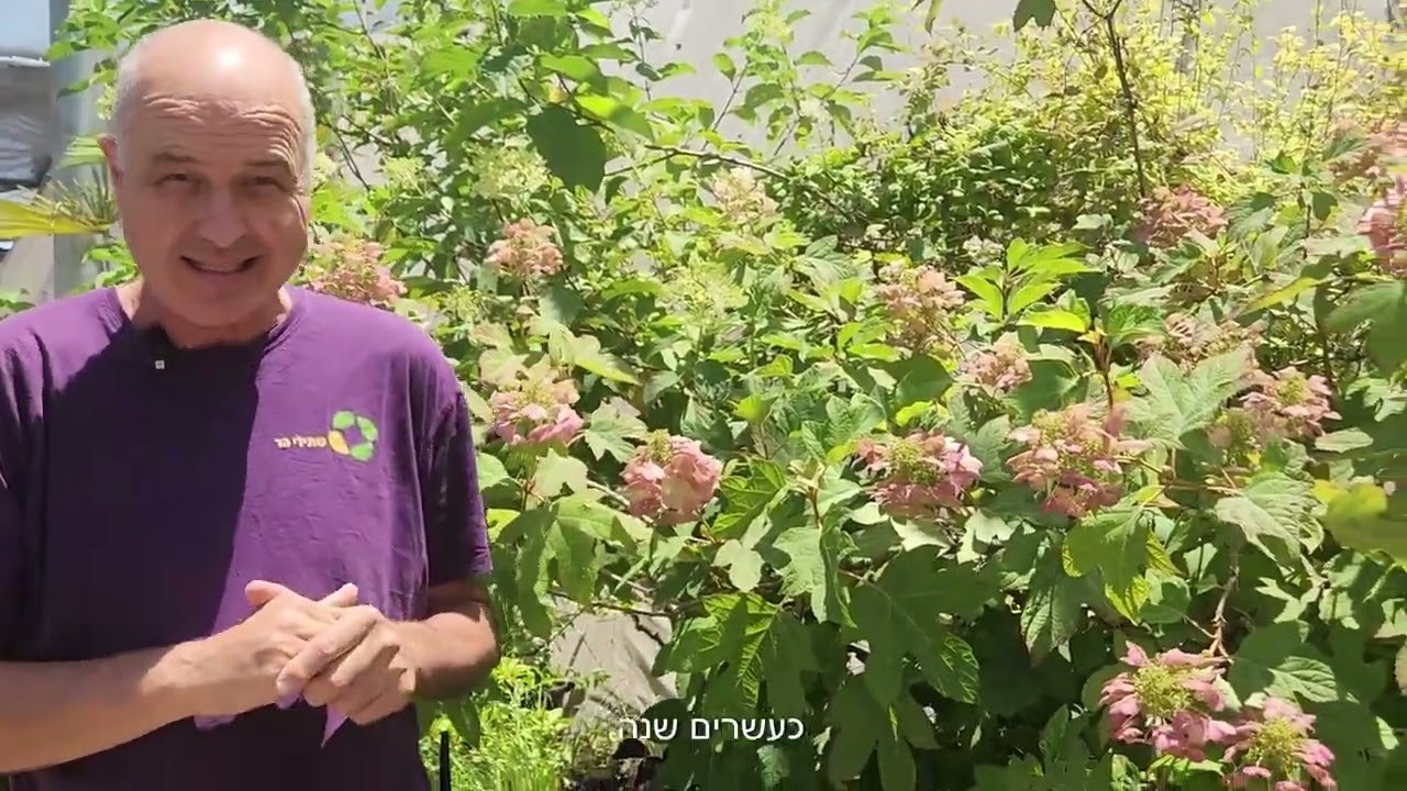 הידרנגאה אלונית- צמח השבוע שלנו