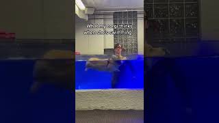 Have You Ever Seen A Fluffy Corgi Swimming?