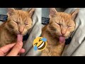 Try not to laugh at theses  pets hub