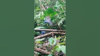 mikat burung selendang biru