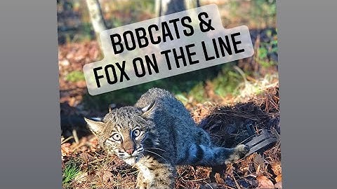 Coyote trapping - catching a mixed bag of fur