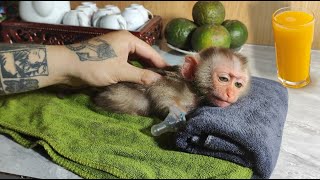 Dad Bath and Massage for Ziri! Dad trains Monkey Ziri to Drink Orange Juice!