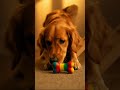 #shorts  a golden retriever play its toy #goldenretreiver#ai#AEO3.1
