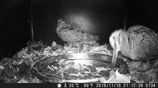 Download Lagu Sluka lesná (Scolopax rusticola) 10.11.2019, Malacky MP3