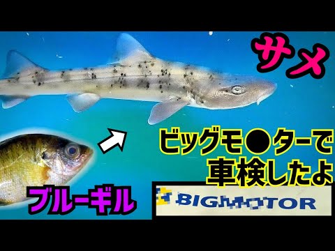 I passed the inspection with my big motor [I fed bluegill