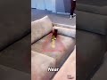 😆Sneaky Cat Failed To Scare Owner,#animals #shorts