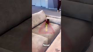 😆Sneaky Cat Failed To Scare Owner,#animals #shorts