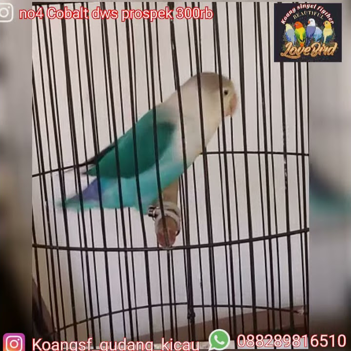 burung love bird Cobalt dewasa prospek lomba durasi panjang