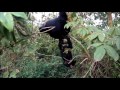 Baby Chimp Meets A Mother At Ngamba Island