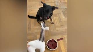 Dog Reaction to Cutting Cake 🤣    Funny Dog Cake Reaction Compilation  Pets House