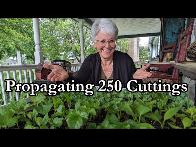 Plant Propagation Made Easy: 6 Cuttings You Can Grow at Home - YouTube