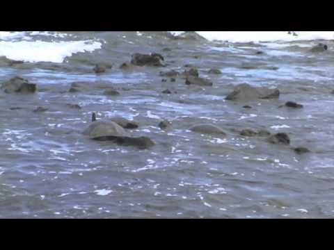 Basking Turtles.m4v