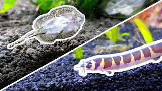 My Honest Review of 5 Oddball Fish for Nano Tanks