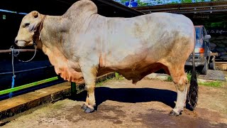 giant Brahman cows in outback barn farm