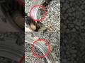Ring Saw Machine Blade Damage - Blade open problem