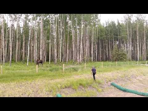 Saving a moose calf