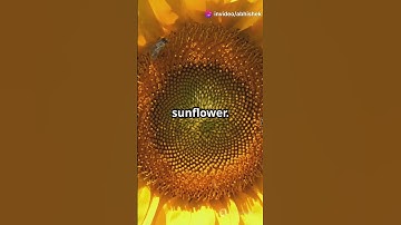 Fibonacci sequence #Fibonacci #GoldenRatio #Nature #MathInNature #ArtAndMath #DiscoverMore