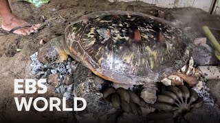 (ENG SUB) Micronesia 'Sea Turtle' Cuisine