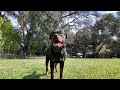 Roscoe the rotty king update 2024