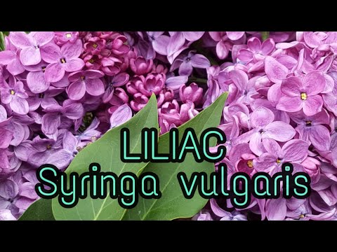 Video: Liliac: îngrijire Ușoară