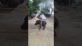 💔 Dog Sad Story | :#DogSadVideo​ #EmotionalDog​ #SadDog​ #DogLover​
