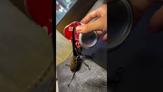 Hercules Beetle Vs Coke Can Unbelievable Strength