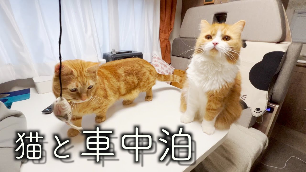 【車中泊】猫と神社と小江戸を巡る旅（前編）