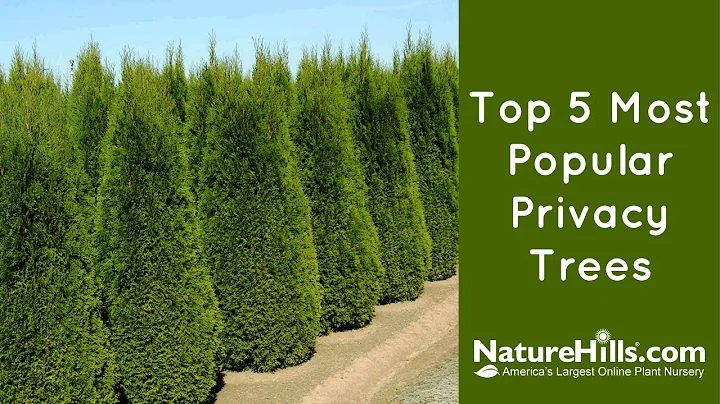 Top 5 Most Popular Privacy Trees | NatureHills.com