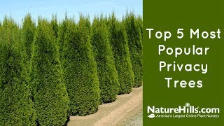 The top 5 most popular privacy trees from Nature Hills Nursery. http://www.naturehills.com/trees/privacy-trees 1. Green Giant 