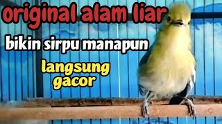 suara cipow/sirpu di alam liar  AMPUH bikin semua burung sirtu sepasar langsung nyaut emosi seketika