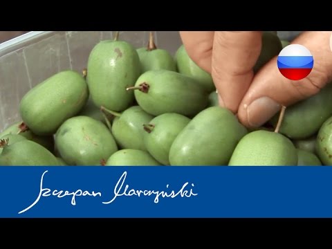 Actinidia – Актинидия - Производственная плантация мини киви - YouTube