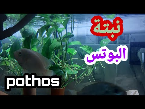 فيديو: أزولا كارولينا - سرخس الماء الرائع