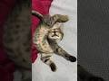 The Secret Power of Cat Naps Revealed!