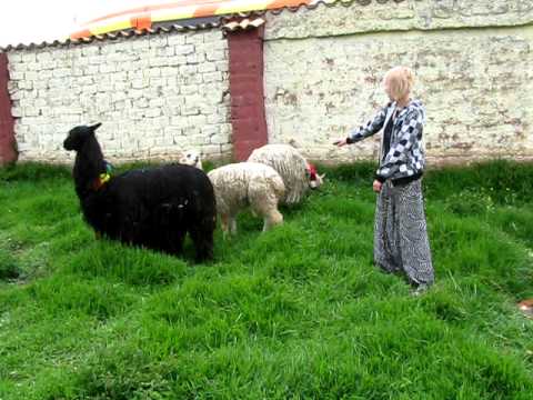Comment apprivoiser votre alpaca