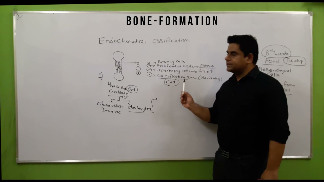 bone development in hindi -1 | osteogenesis | ossification and its types | bone cells | bone