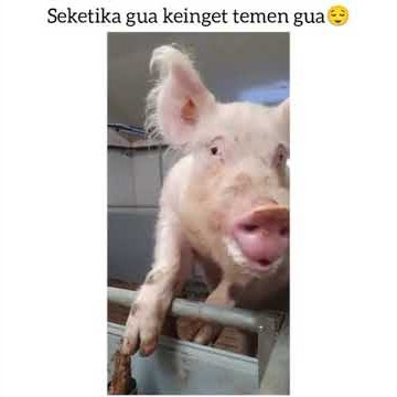 Story WA animal pigs #Shorts #pigs #babi