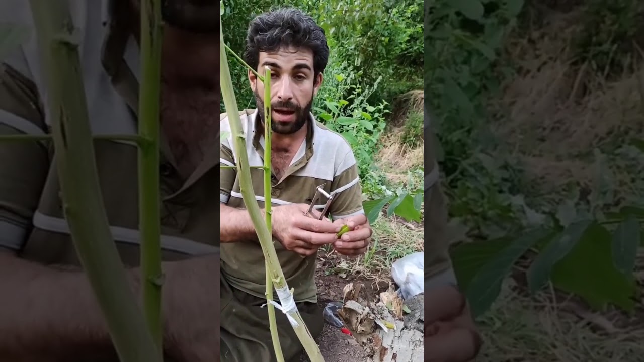 متوربەکردنی گوێز بە ڕێگای گۆپکە ئەم شێوازە لە ناوەڕاستی مانگی پێنج تا ناوەڕاستی مانگی شەش دەکرێت