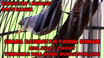 SUARA RAMBATAN PARUH MERAH SPEED RAPAT, GACOR JEDA 1 MENIT