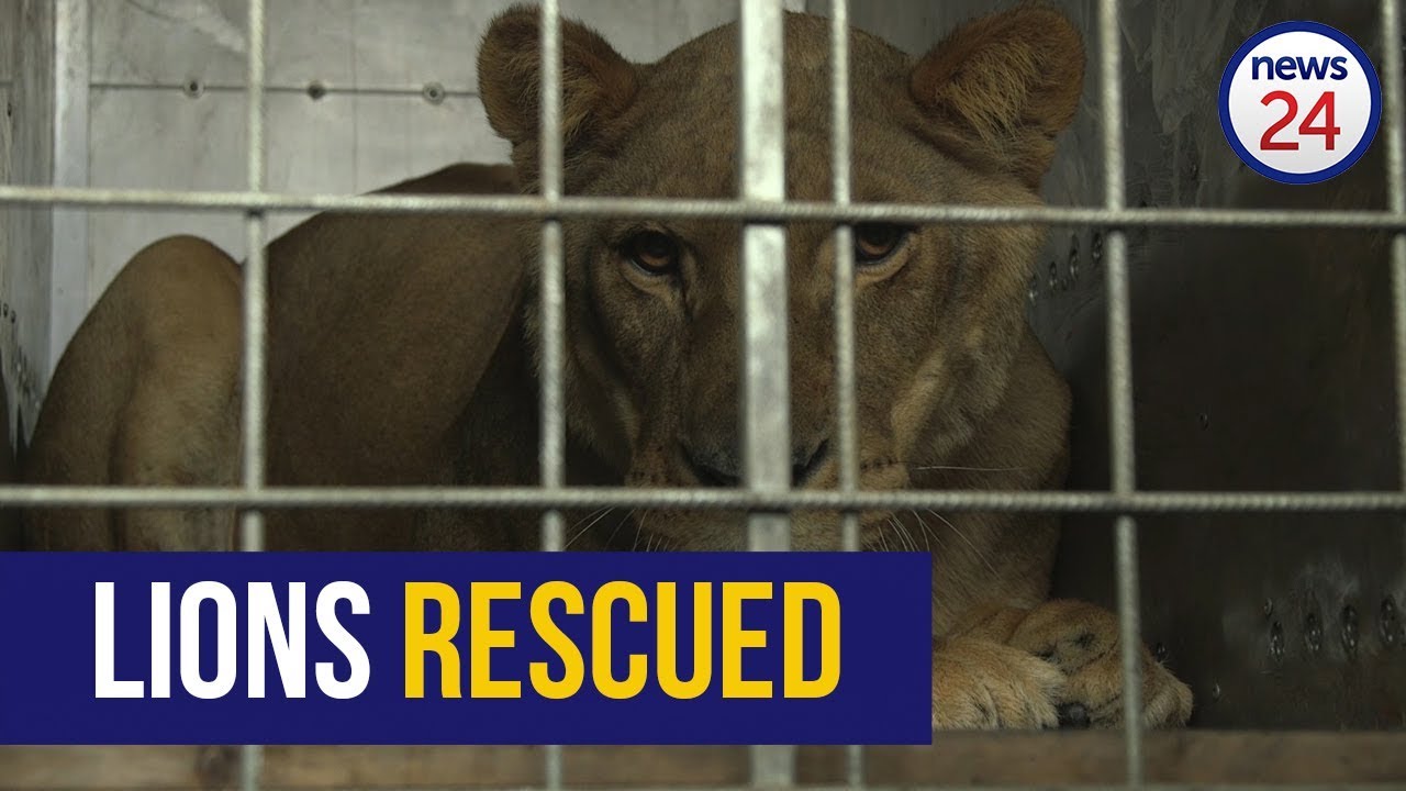 WATCH New lease on life for two lions rescued from notorious Gaza zoo