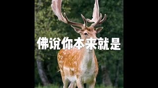 201710 佛说你本来就是22677