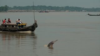 Shushuk, Our Rivers and Mankind (শুশুক, নদী এবং আমরা)