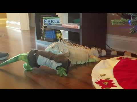 Khan totes his breeding season toy around Christmas tree (Male pet green iguana)