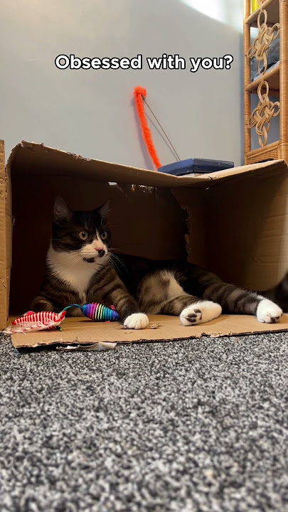 I’m obsessed with my cat ❤️ #cat #koda #cute #cutecat #cats #catlover #kitten #funny #trending