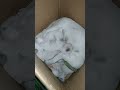 🐾 *The Furry Life* | Daily Natural Village Life Cat & Kittens Vlog 🐾