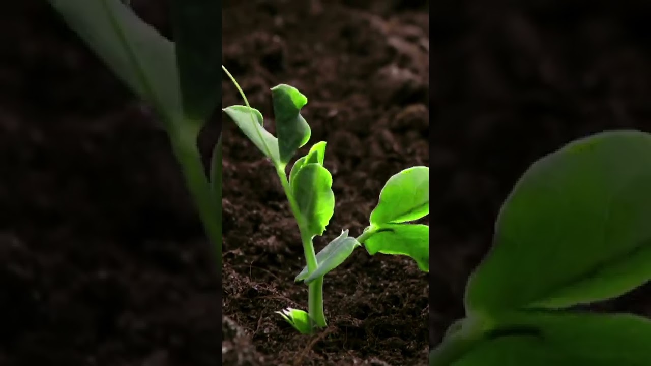 This Trees didn't YouTube