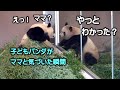 ママが鳴いて呼びかける、やっと気がつく楓浜、もおなかぺこぺこ忙し過ぎる楓浜🍁