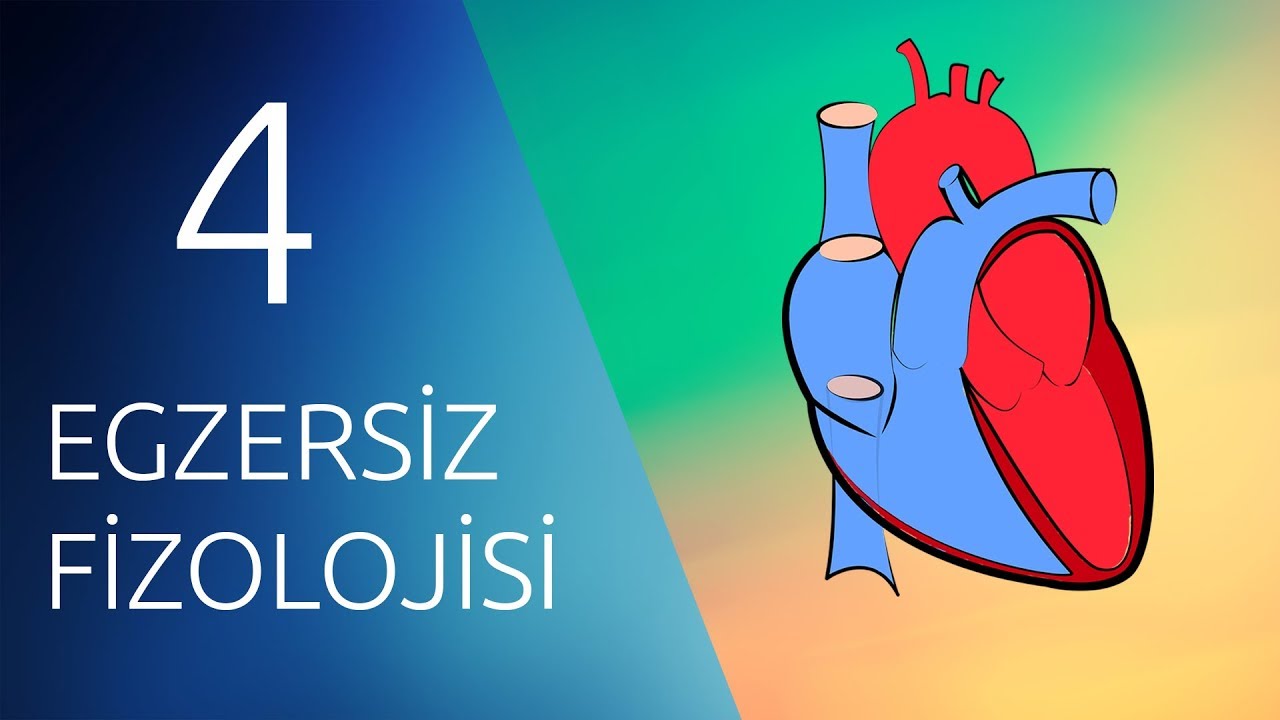 EGZERSİZ FİZYOLOJİSİ #4 #Kardiyovasküler #Sistem ve #Egzersiz